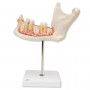 3B Scientific D25 half lower jaw model