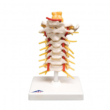 Cervical Spinal Column A72