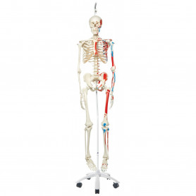 Skeleton model A11