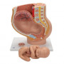 3B Scientific L20 pregnancy pelvis