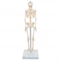 Mini skeleton model A18