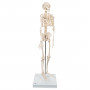 Mini skeleton model A18