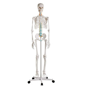 Erler Zimmer 2960 skeleton model with roller stand