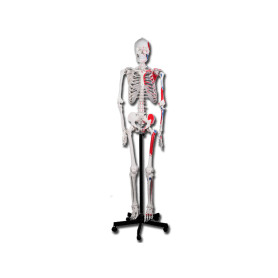 Muscular skeleton model 40124