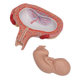 3B Scientific 5 month fetus model in a dorsal position