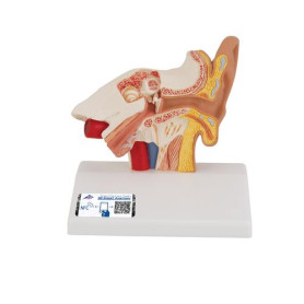 3B Scientific 1.5x life-size ear model for desktop