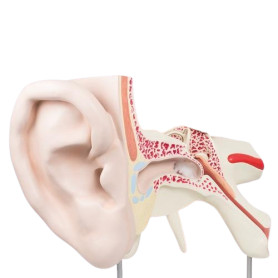3B Scientific 15x life-size 3-part giant ear model