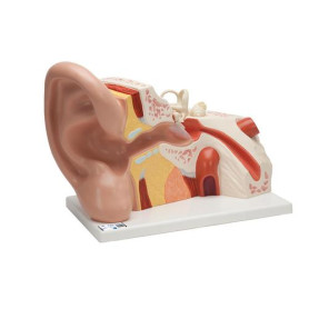 3B Scientific 5x full-size 3-part giant ear model