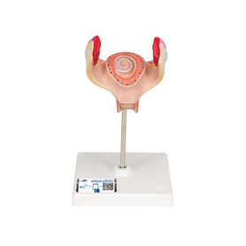 3B Scientific 1 month embryo model