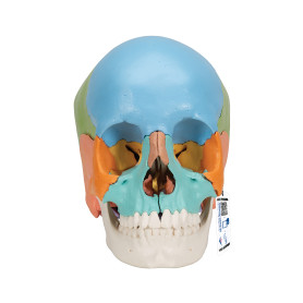 3B Scientific osteopathic skull model color version