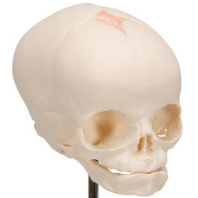 3B Scientific fetal skull model 30th week pregnancy on stand
