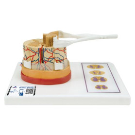 3B Scientific 5 times life-size spinal cord model