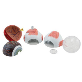 3B Scientific large size 7-part eye model
