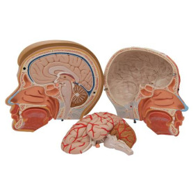 3B Scientific 4-part human head model with neck