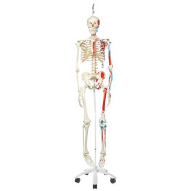 3B Scientific Max human skeleton model on hanging stand with painted muscles