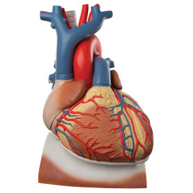 3B Scientific 10-part heart and diaphragm model