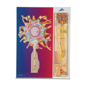 3B Scientific physiology of nerves model