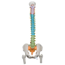 3B Scientific painted spinal column with femur heads model