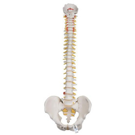 3B Scientific flexible spine model