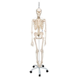 3B Scientific Frank functional human skeleton model in hanging stand