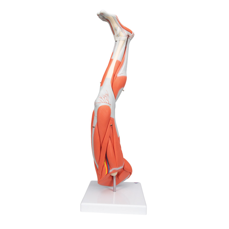 3B Scientific 9-part muscle leg model | Medi-Shop.gr