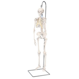 3B Scientific Shorty mini human skeleton model 94 cm